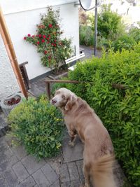 Hund auf Terrasse ELW